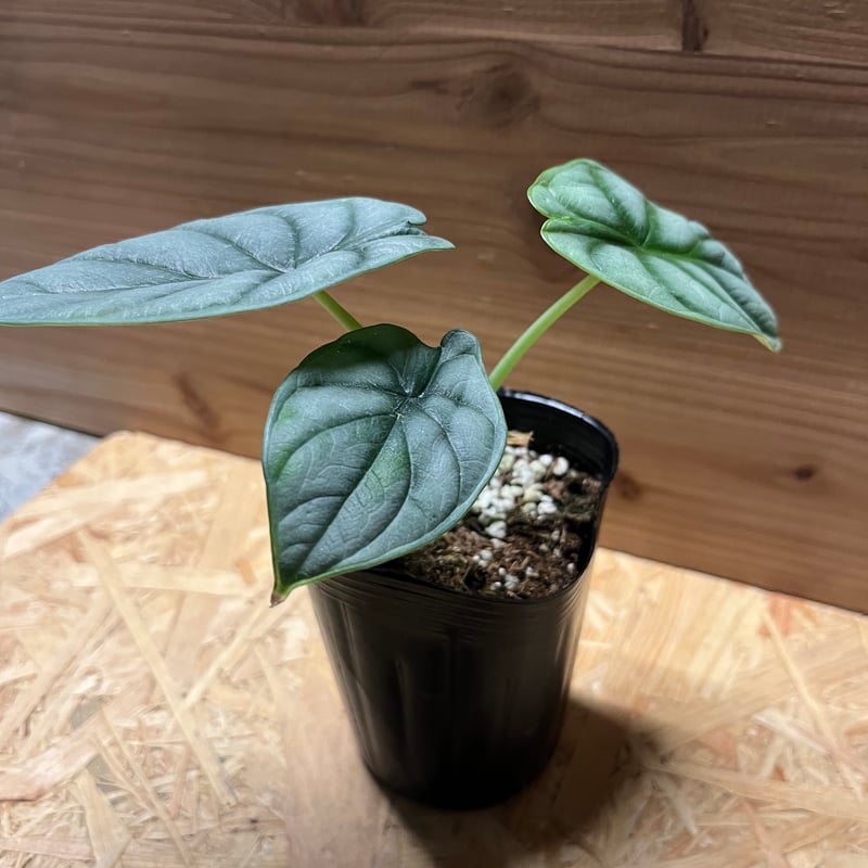 アロカシア シルバードラゴン | GREEN LUCK