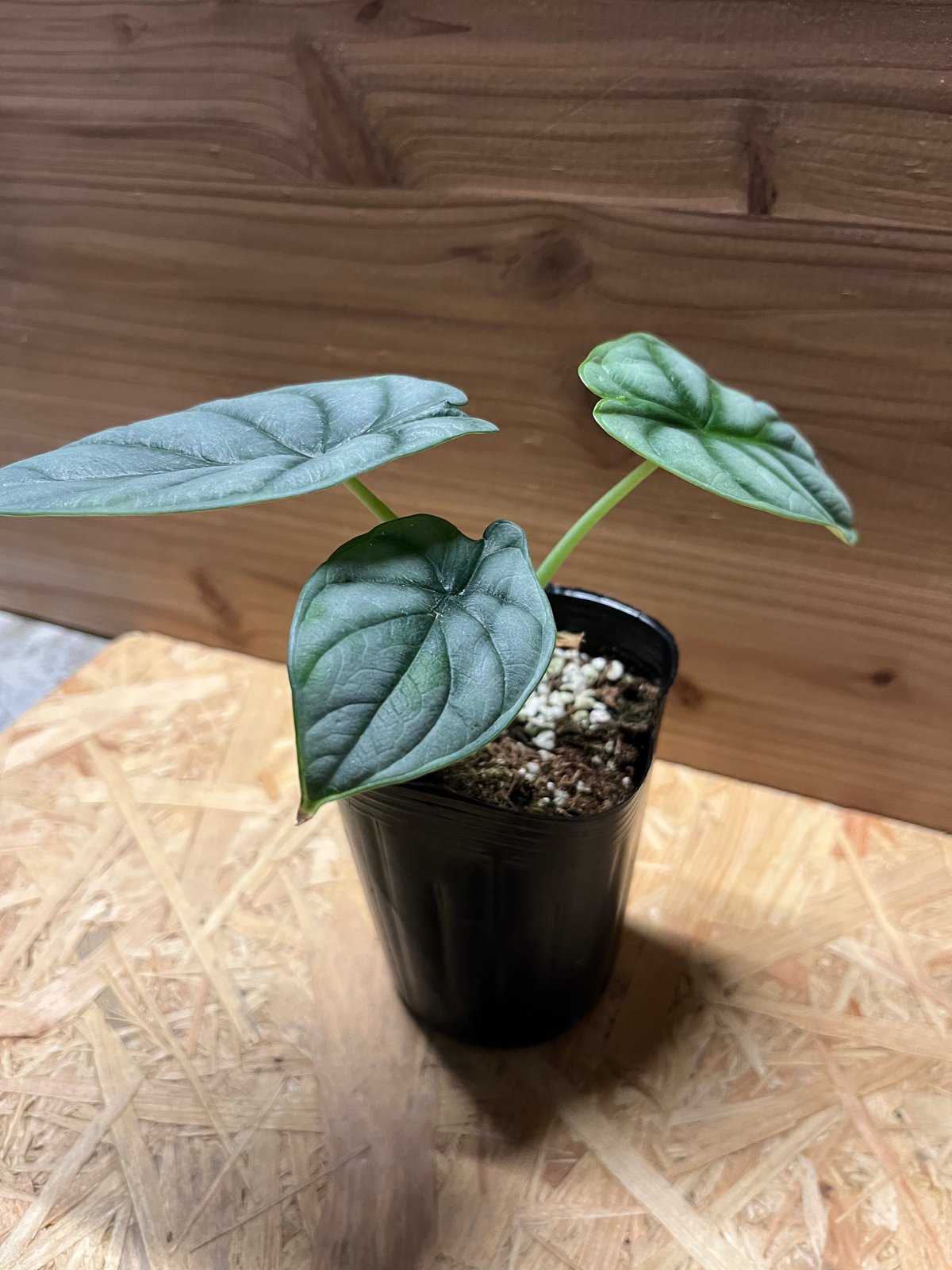 極斑 アロカシア シルバードラゴン アルボ 極斑入り アロカシア ドラゴンスケール アルボ - メルカリ