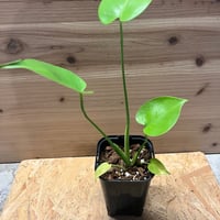 ビカクシダ リドレイ インドネシア ワイルド | GREEN LUCK