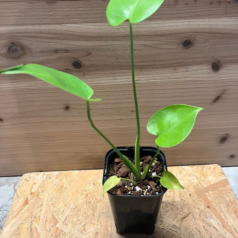 モンステラ デリシオーサ ゴールドリーフ | GREEN LUCK