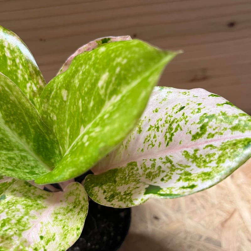 アグラオネマ ピンクイメリタス | GREEN LUCK