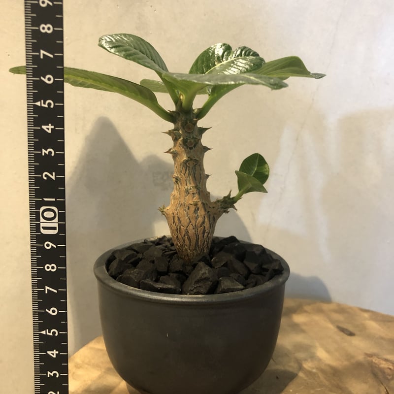 パキポディウム ウィンゾリー×伝市鉢 | GREEN LUCK