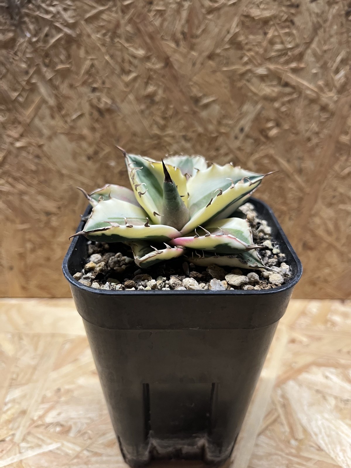 fit=scale-down,w=1200