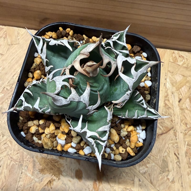 アガベ オテロイ オアハカ | GREEN LUCK