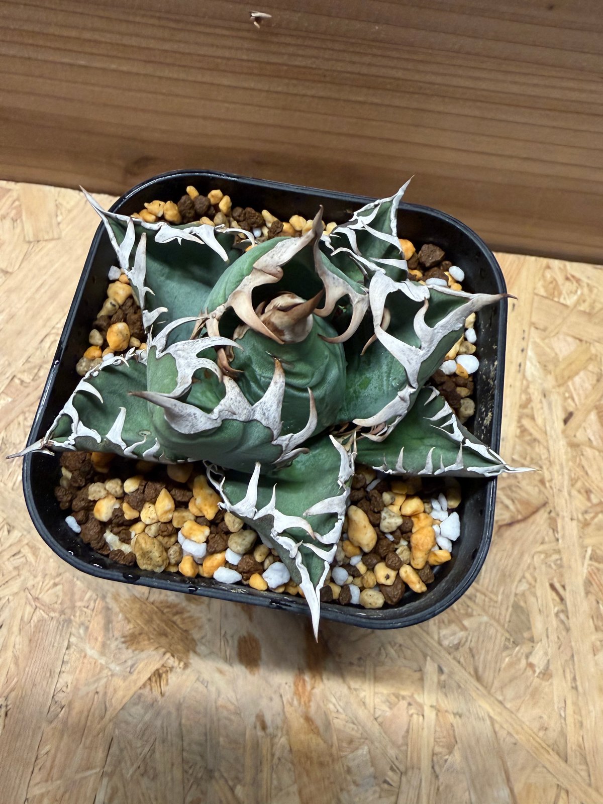 アガベ オテロイ オアハカ | GREEN LUCK