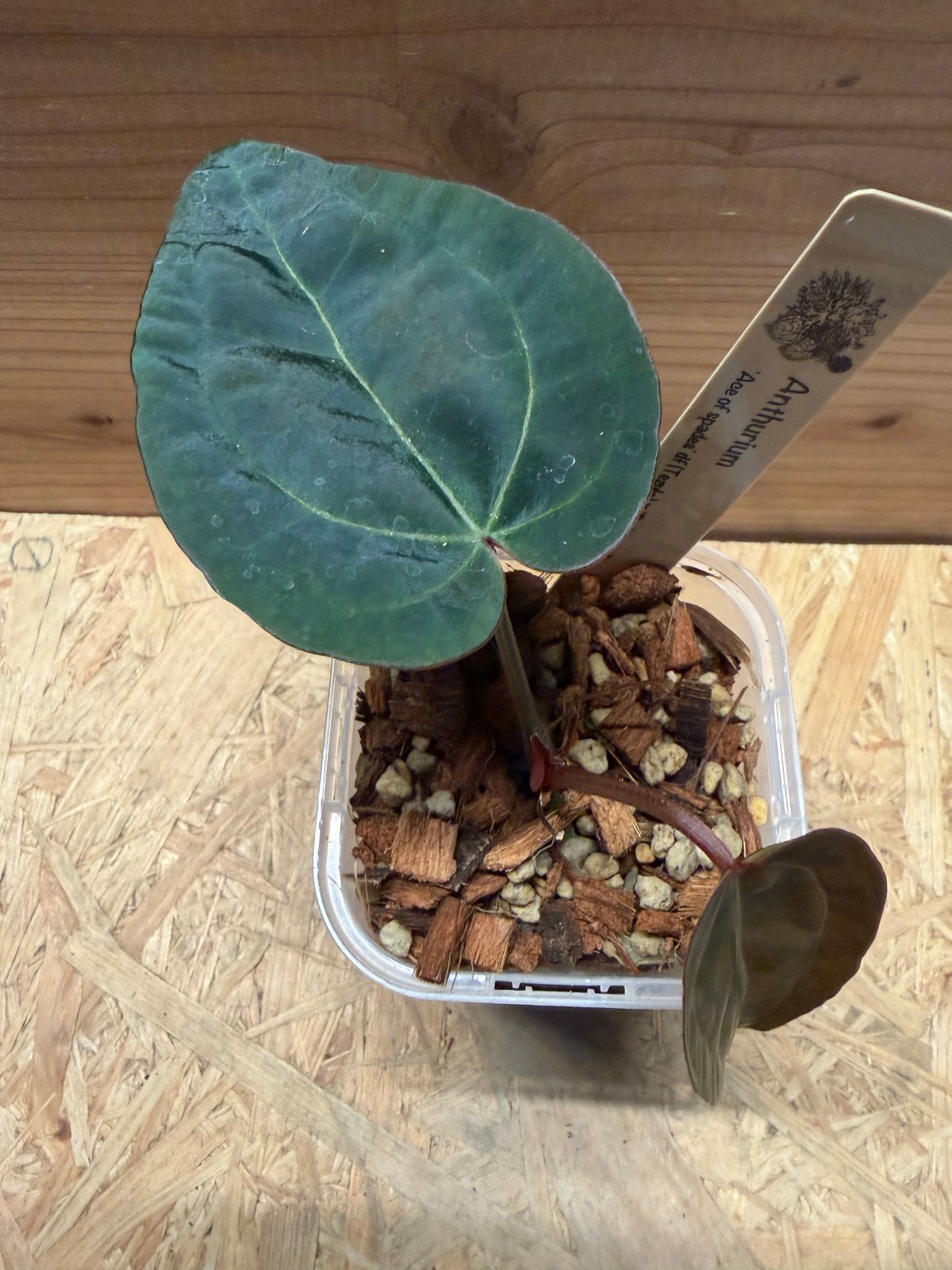 その他観葉植物 (Division) Anthrium Ace of spades' dark アンスリウム エースオブスペード ダークフォーム×レッドクリスタル