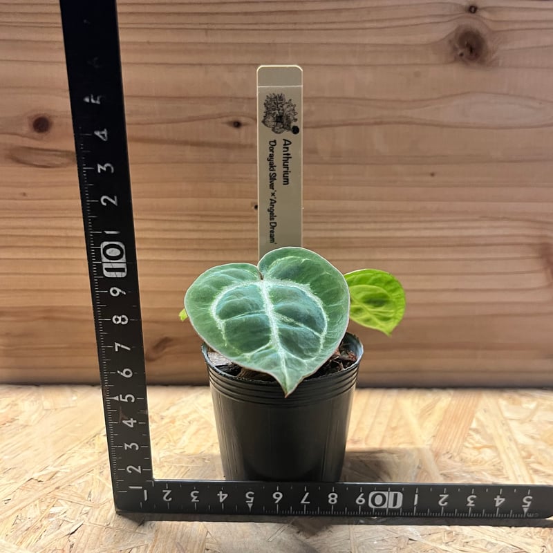 【草】希少アンスリウム　ドラヤキシルバー×エンジェルズドリーム アンスリウム ドラヤキシルバー×エンジェルズドリーム×レッド