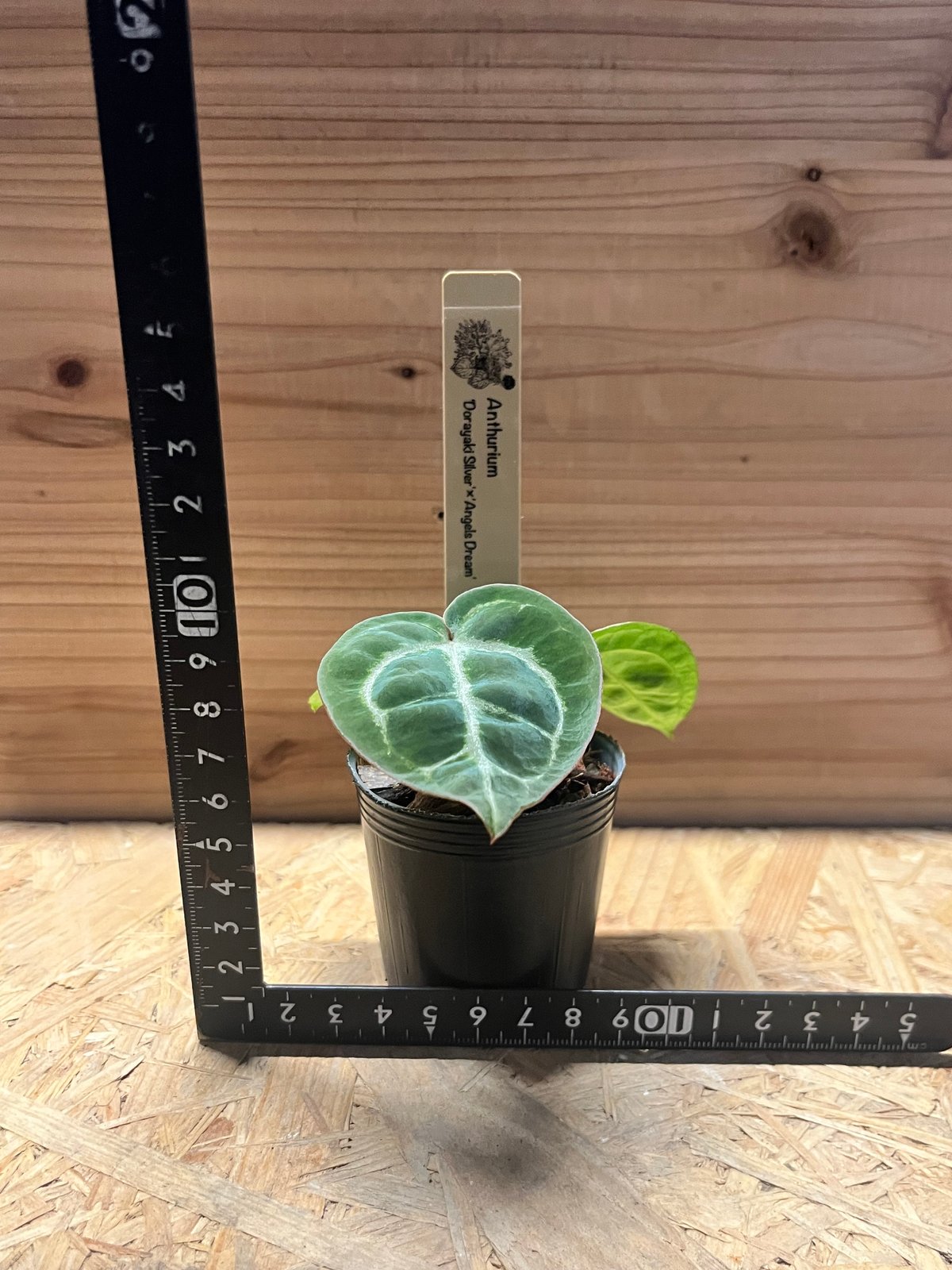 アンスリウム ドラヤキシルバー×エンジェルズドリーム×レッド