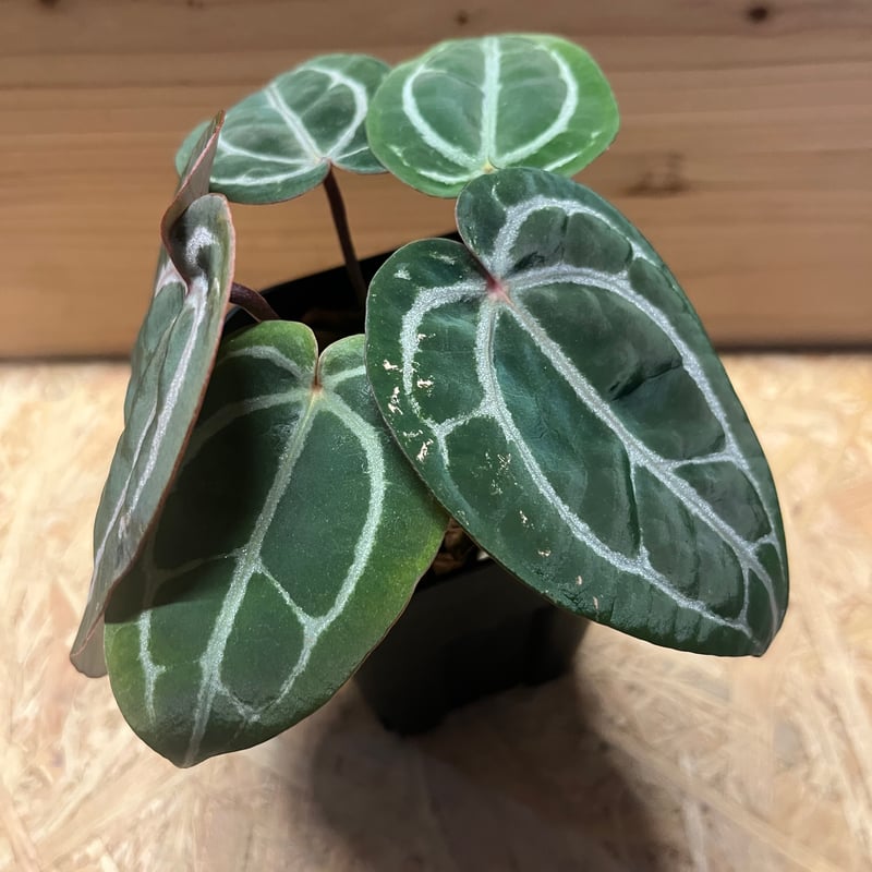 Anthurium Docblock 'Scarlet' S1株分け Anthurium Docblock 'Scarlet' S1株分け - メルカリ