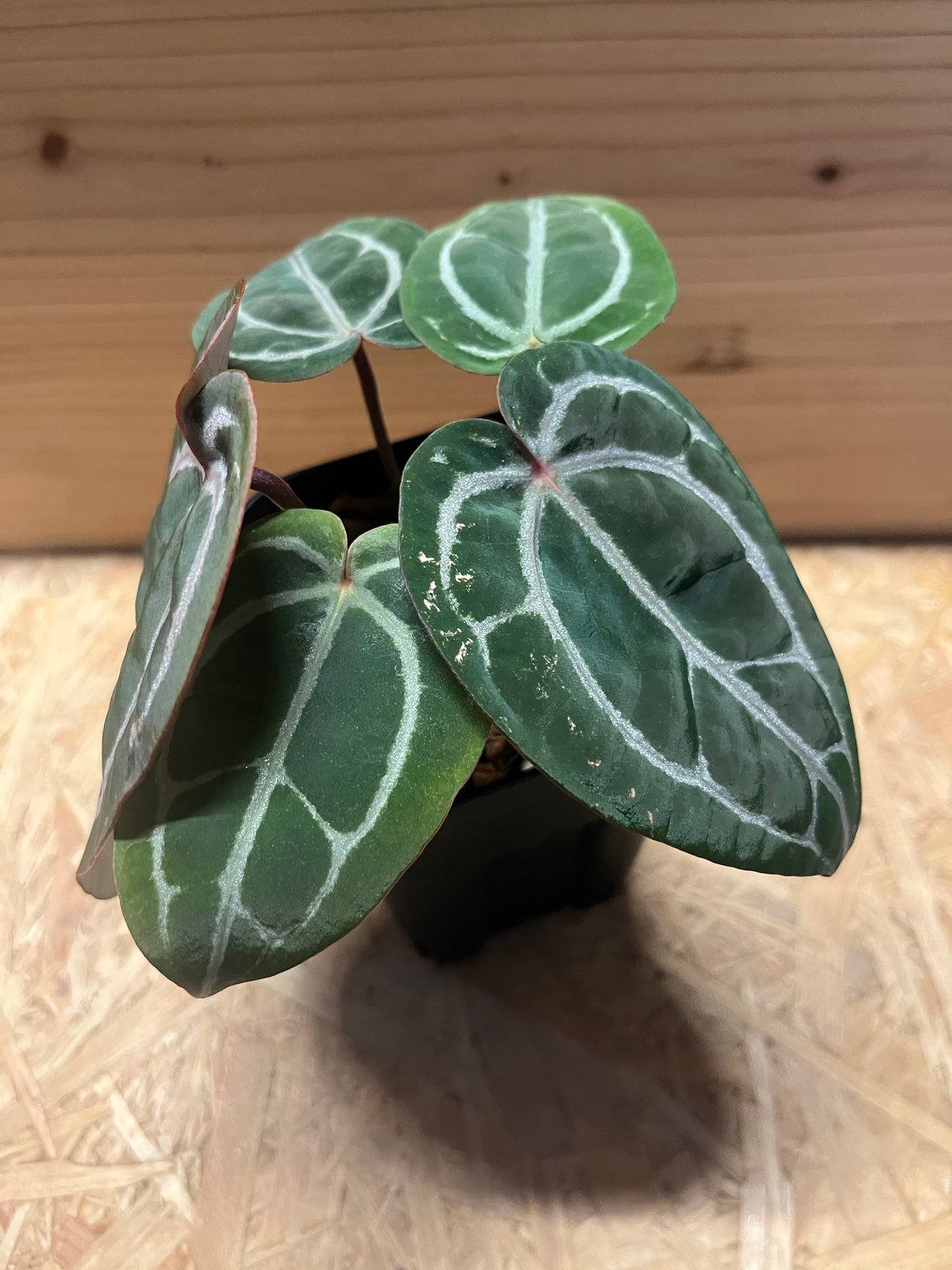 アンスリウム　スカーレット アンスリウム スカーレット | GREEN LUCK