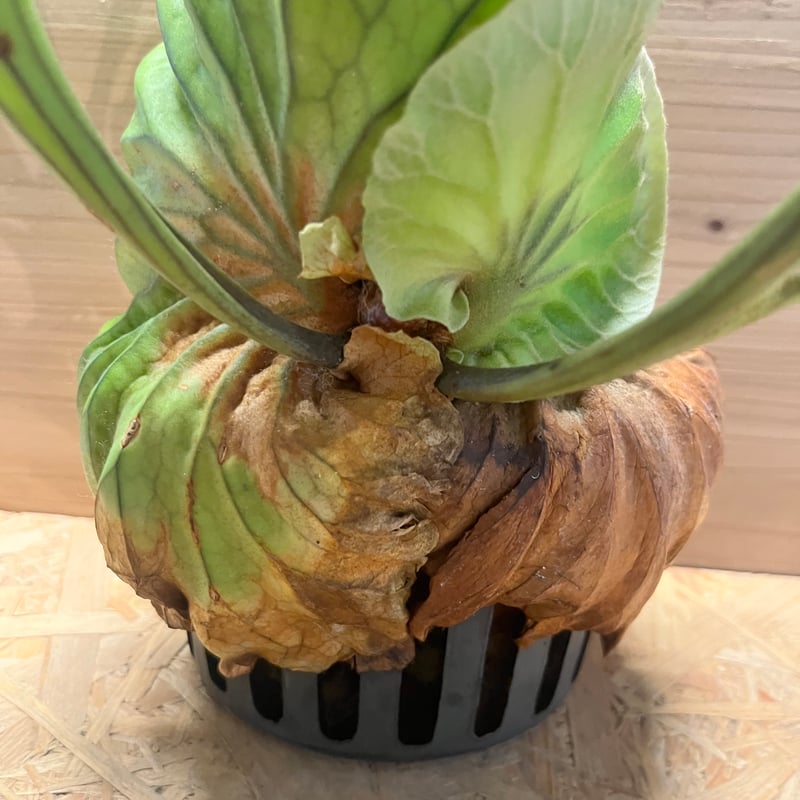 ビカクシダ キッチャクード クイーン | GREEN LUCK