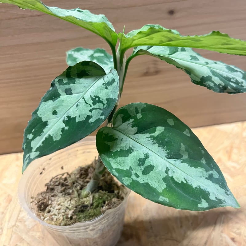 (MB-ANDROMEDA) アグラオネマ　ピクタム アグラオネマ ピクタム (MB-ANDROMEDA) 正規タグ付き 親株