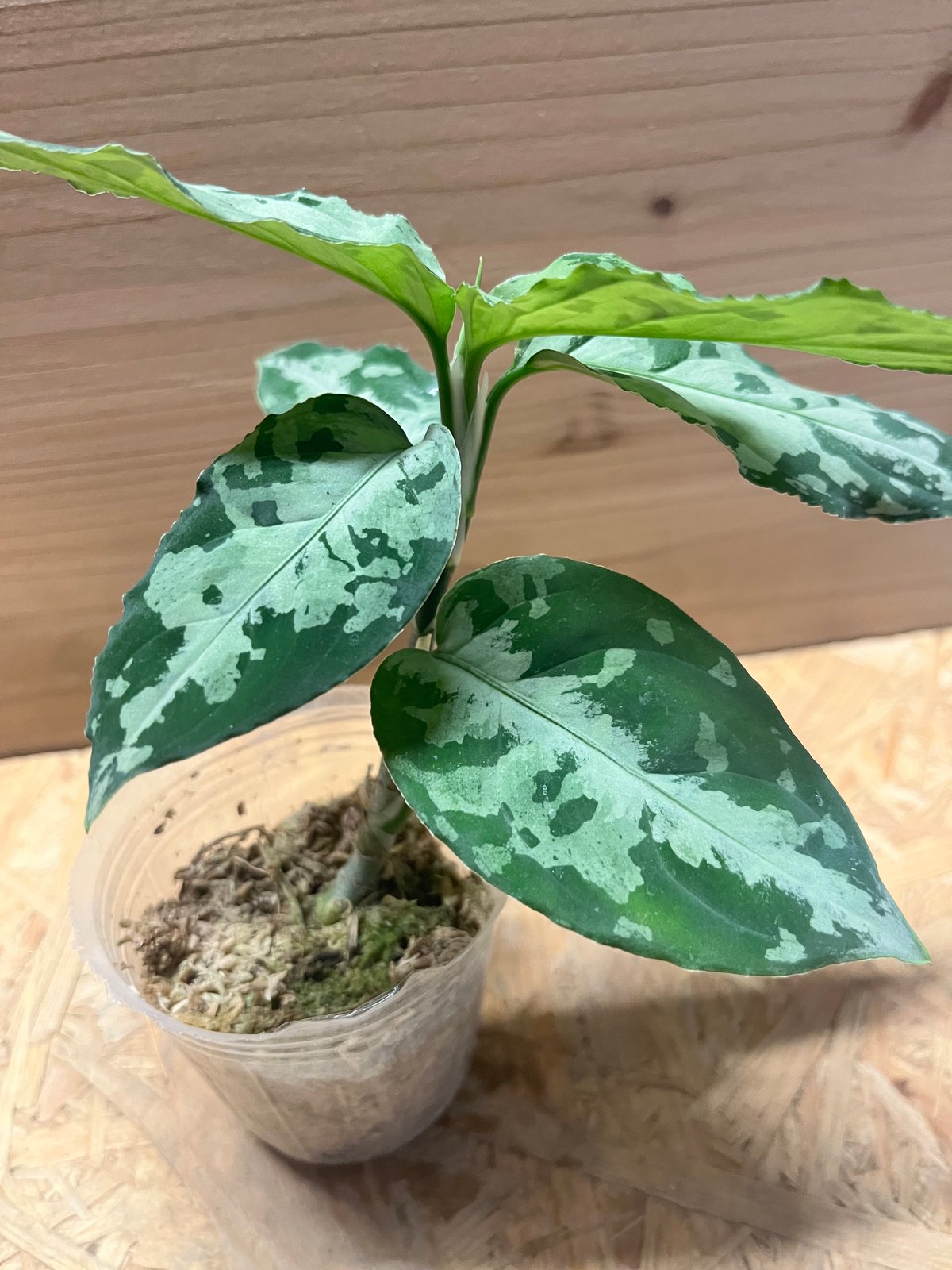 アグラオネマ ピクタム トリコロール (ワイド)本日セール中です。 アグラオネマ ピクタム トリコロール (ワイド)本日セール中です