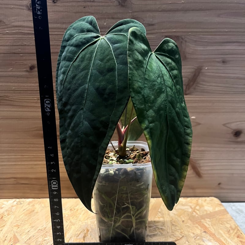 アンスリウム sp.nov DF×エースオブスペード | GREEN LUCK