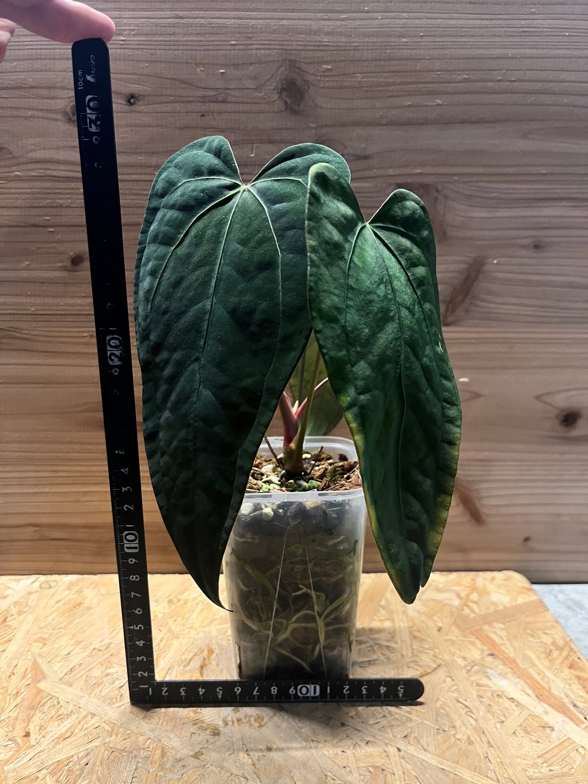 アンスリウム sp.nov DF×エースオブスペード | GREEN LUCK