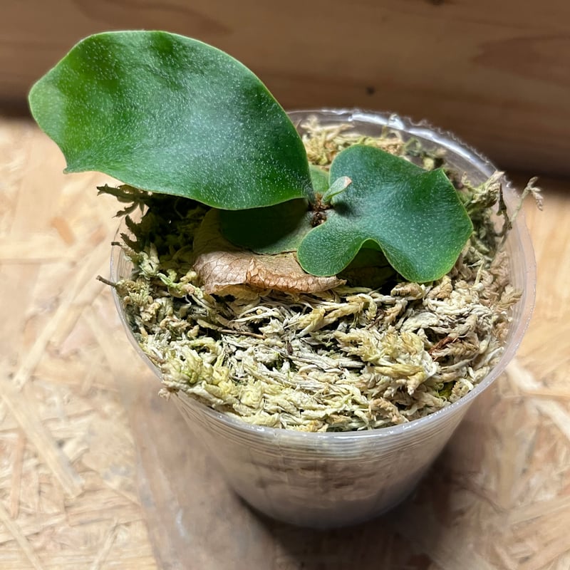 ビカクシダ 風神 | GREEN LUCK