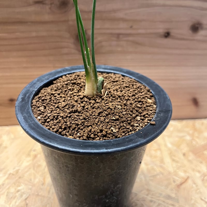 マクロザミア ムーレイ | GREEN LUCK