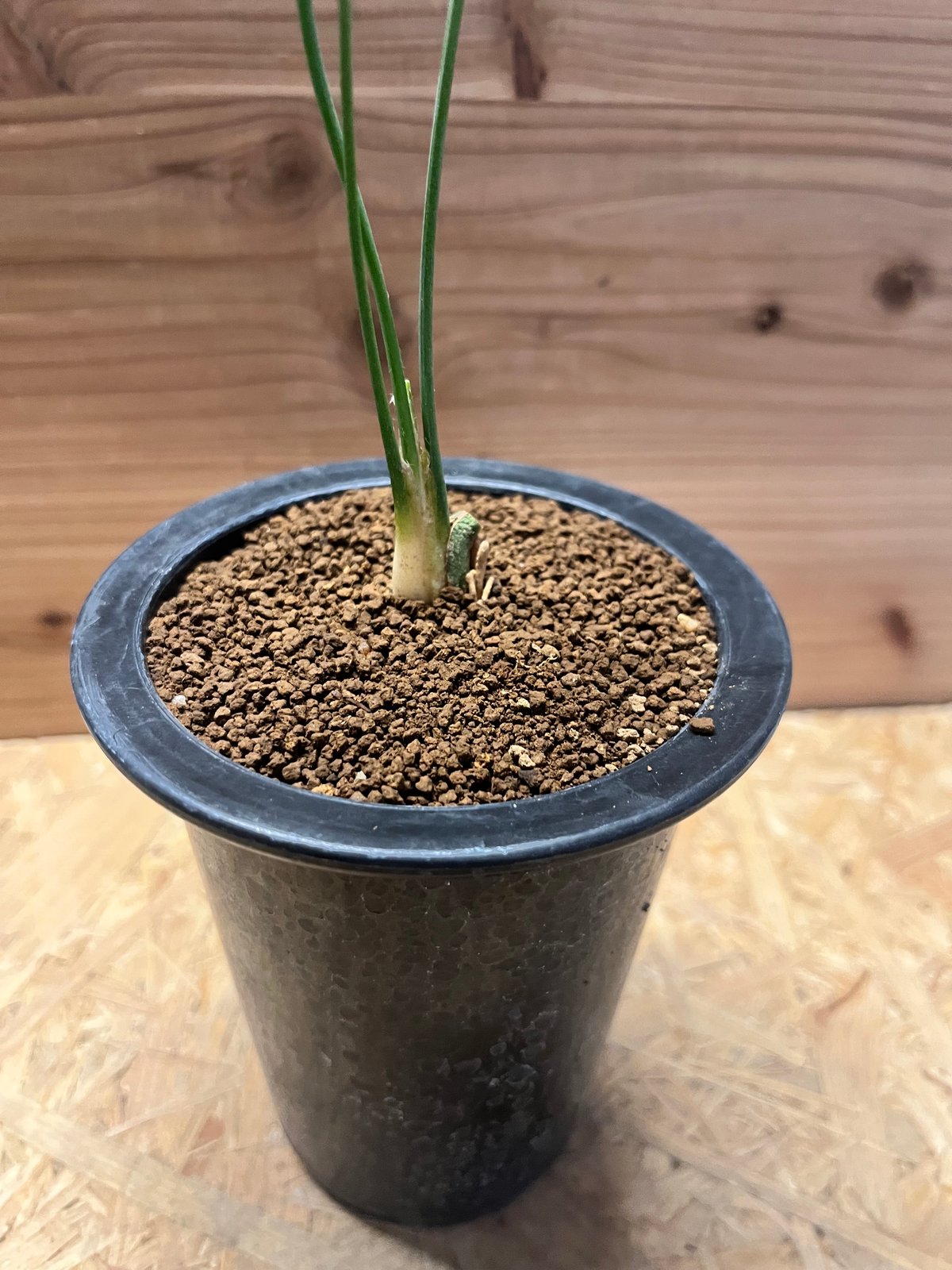 マクロザミア ムーレイ | GREEN LUCK