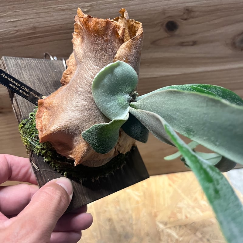 ビカクシダ リトルクラウン スポアセレクト | GREEN LUCK