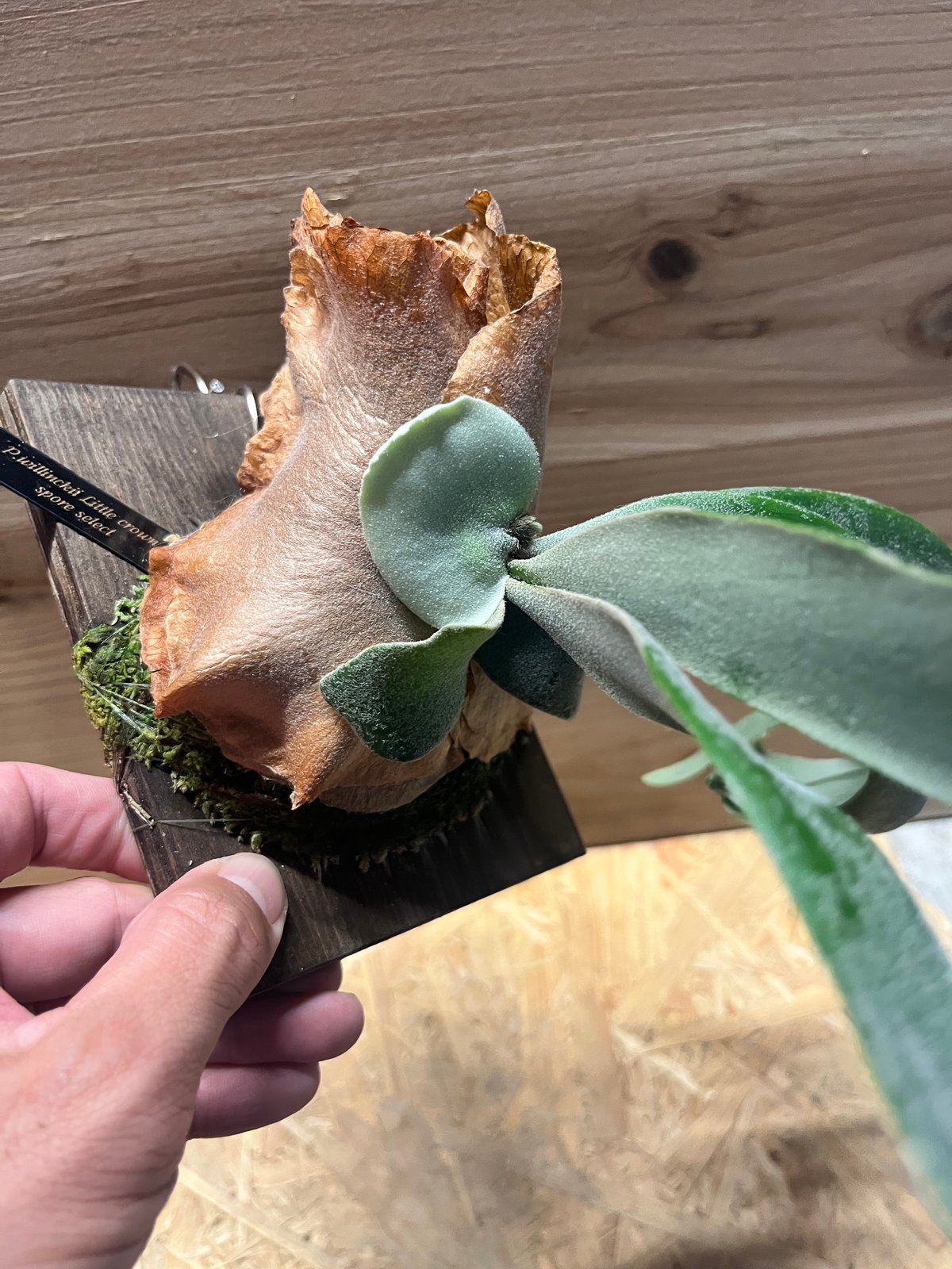 ビカクシダ リトルクラウン スポアセレクト | GREEN LUCK