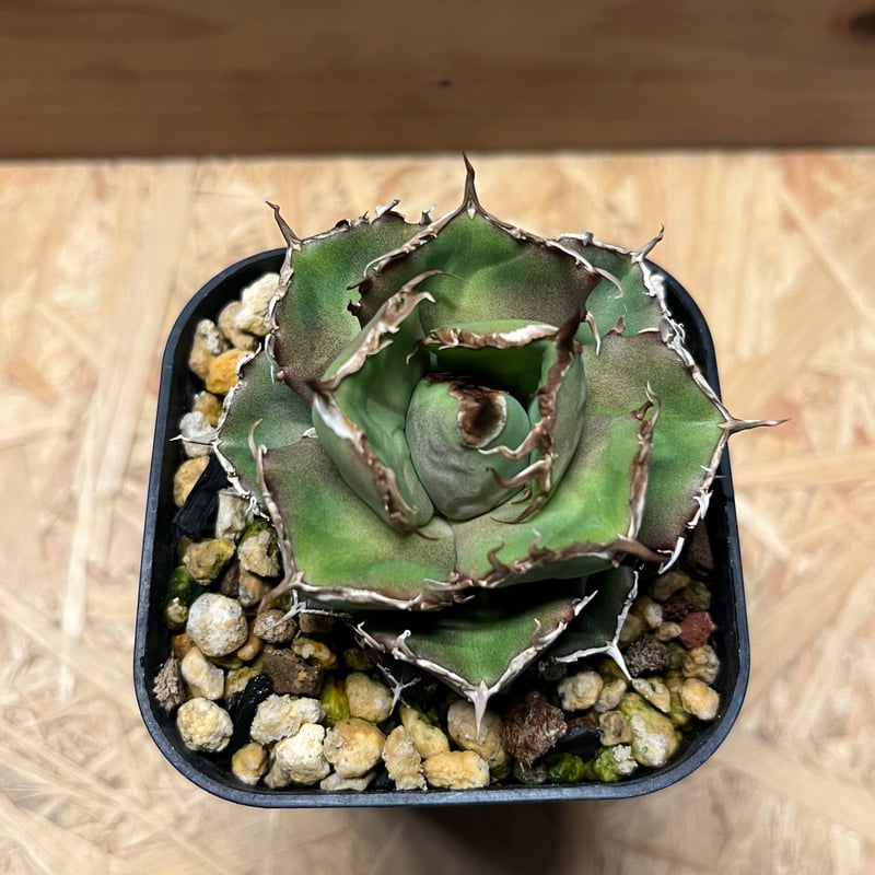 アガベ チタノタ チャム | GREEN LUCK