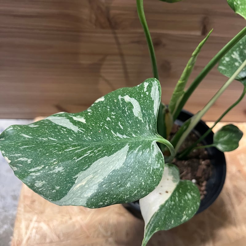 斑入りモンステラ イエローモンスター | GREEN LUCK