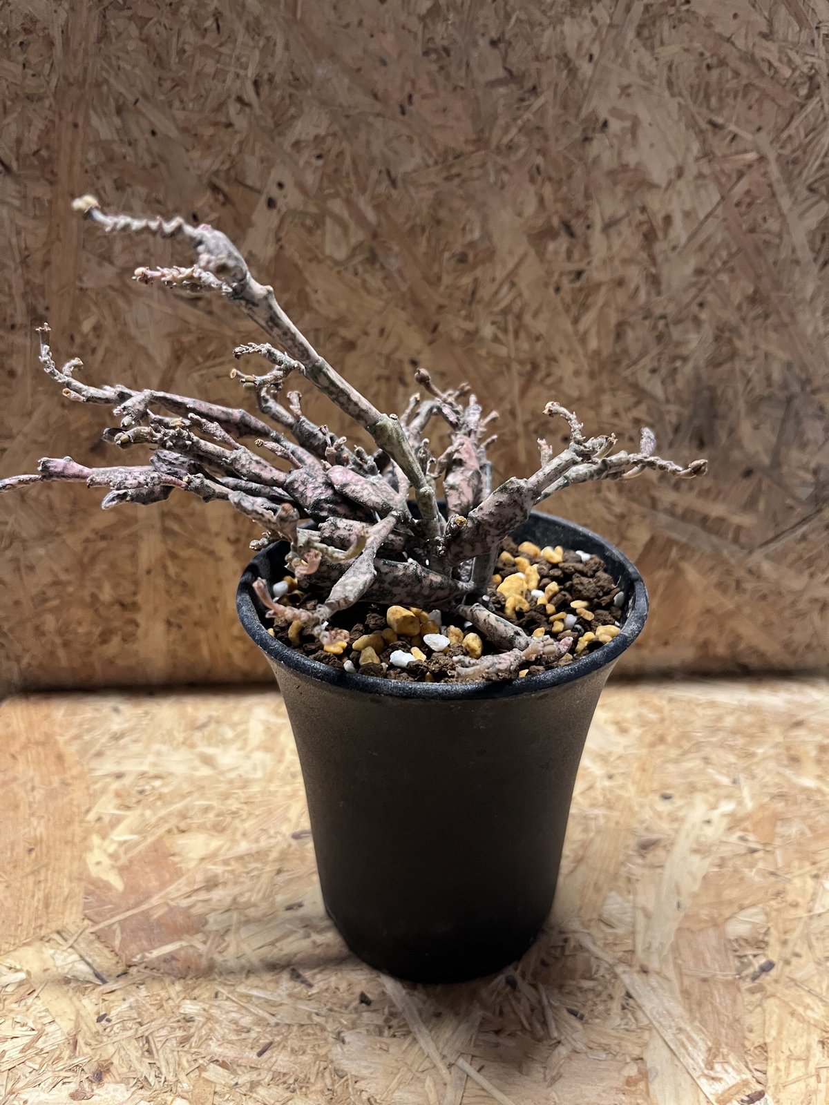 ユーフォルビア プラティクラダ | GREEN LUCK