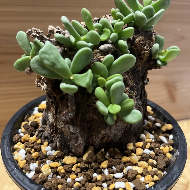 ケラリア※ピグマエア ケラリア ピグマエア10 | STELLA.PLANTS