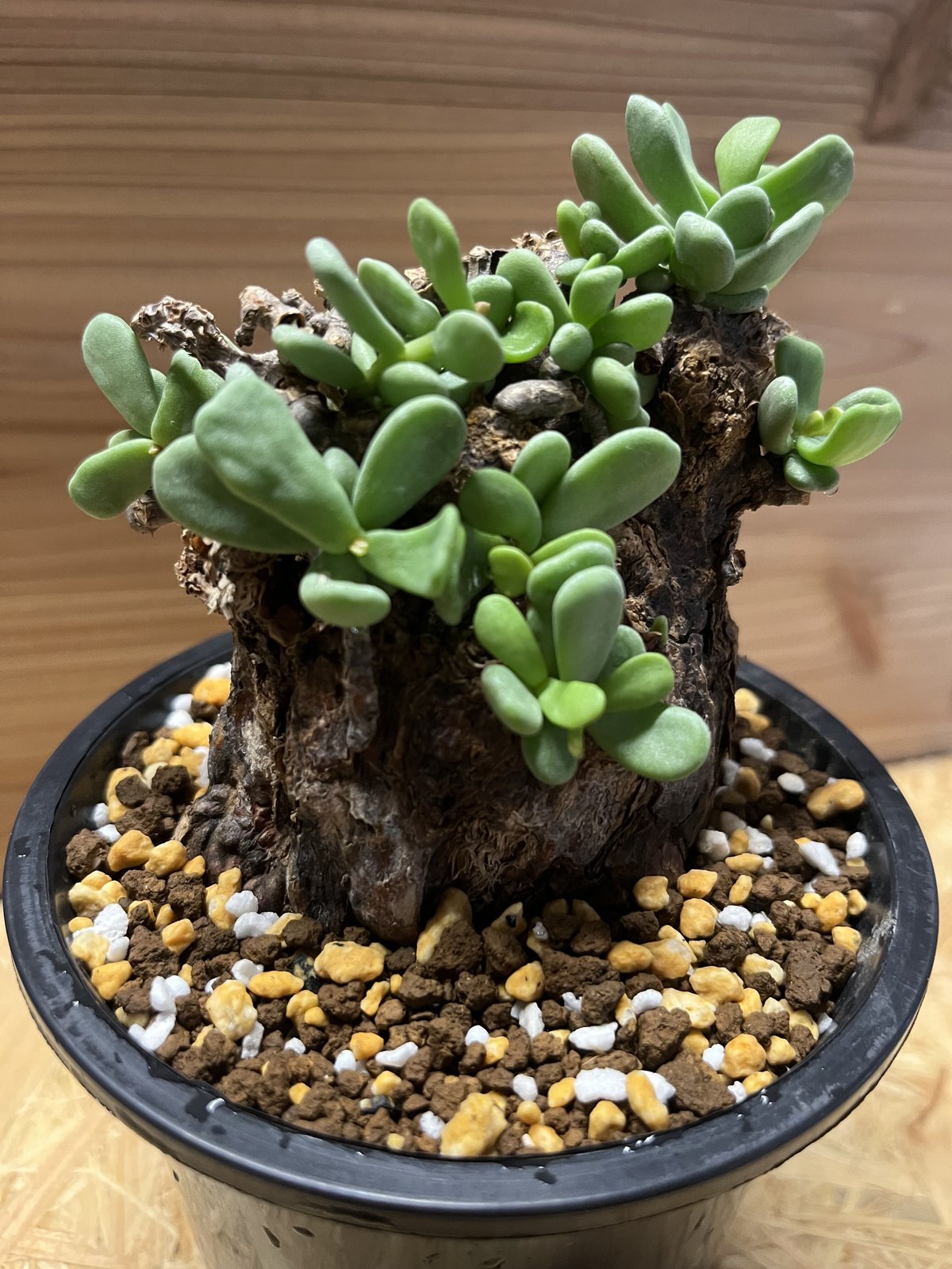 ケラリア ピグマエア | GREEN LUCK