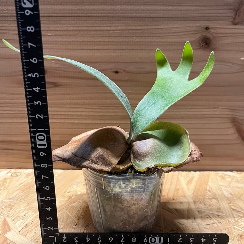 m様専用ビカクシダ フーンシキ | GREEN LUCK