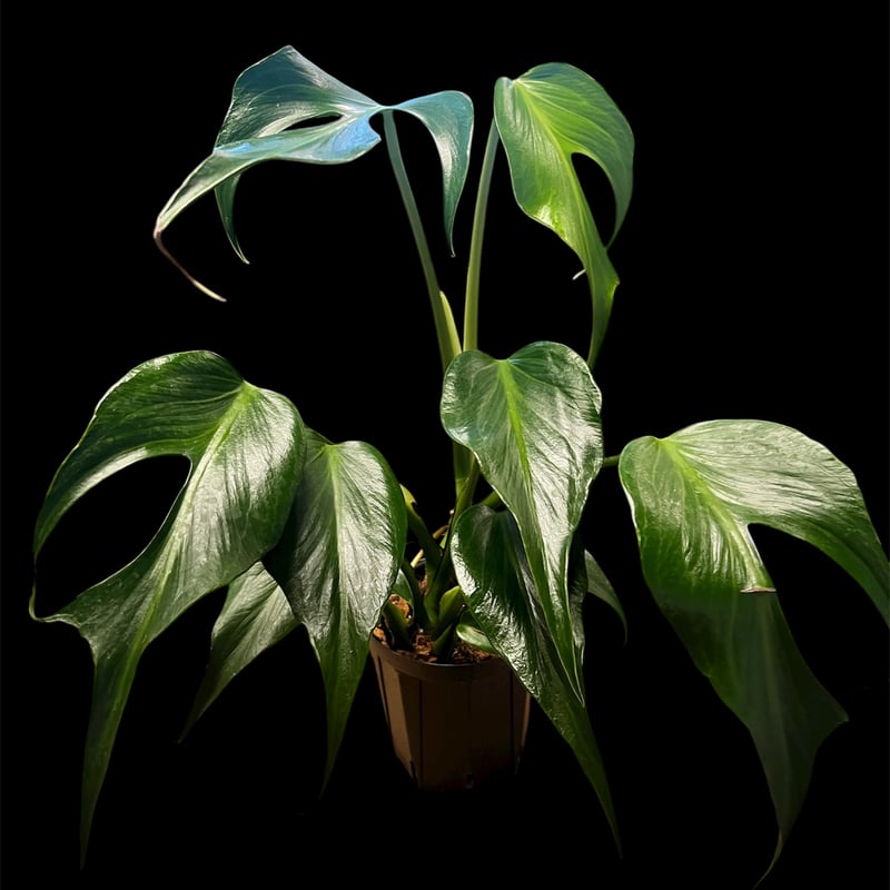 モンステラ バールマルクスフレーム | GREEN LUCK