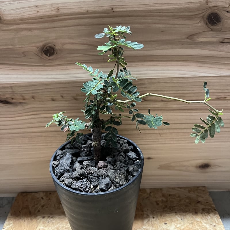 センナ メリディオナリス | GREEN LUCK