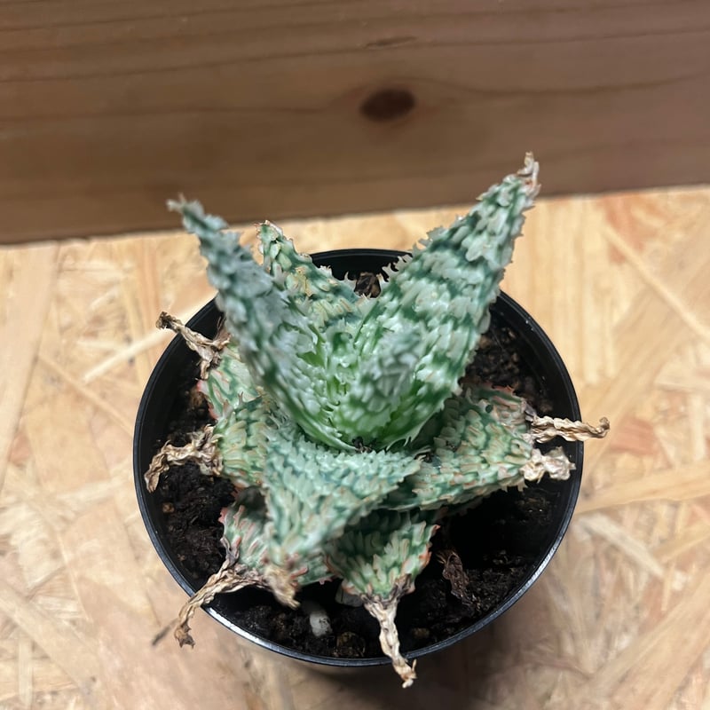 アロエ テンプラ | GREEN LUCK