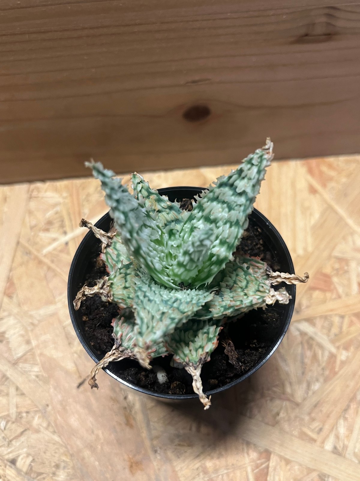 アロエ テンプラ | GREEN LUCK