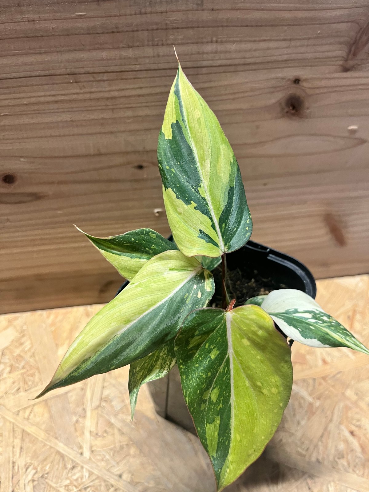 フィロデンドロン グロリーオサム 'トリカラー' | GREEN LUCK