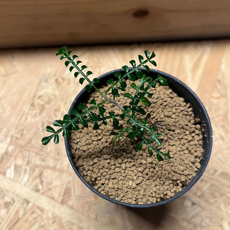 オペルクリカリア パキプス | GREEN LUCK