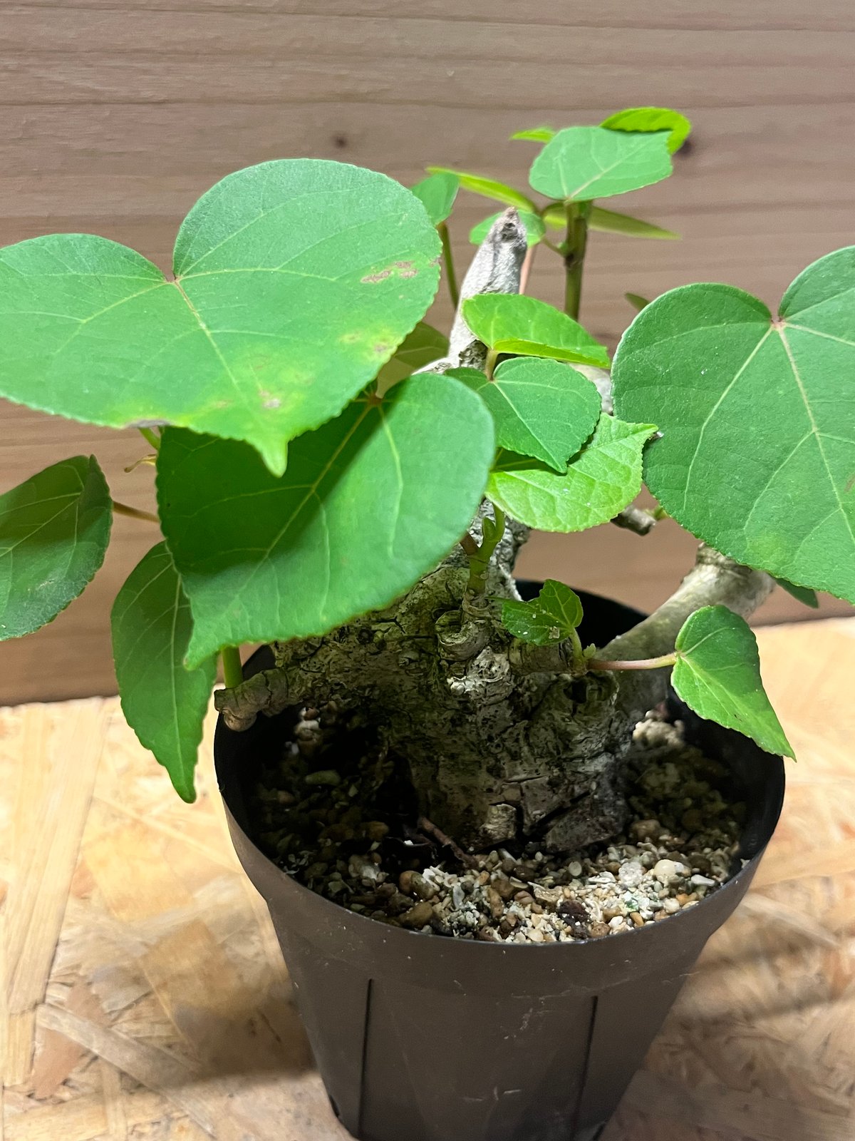 オオハマボウ （ユウナ） | GREEN LUCK