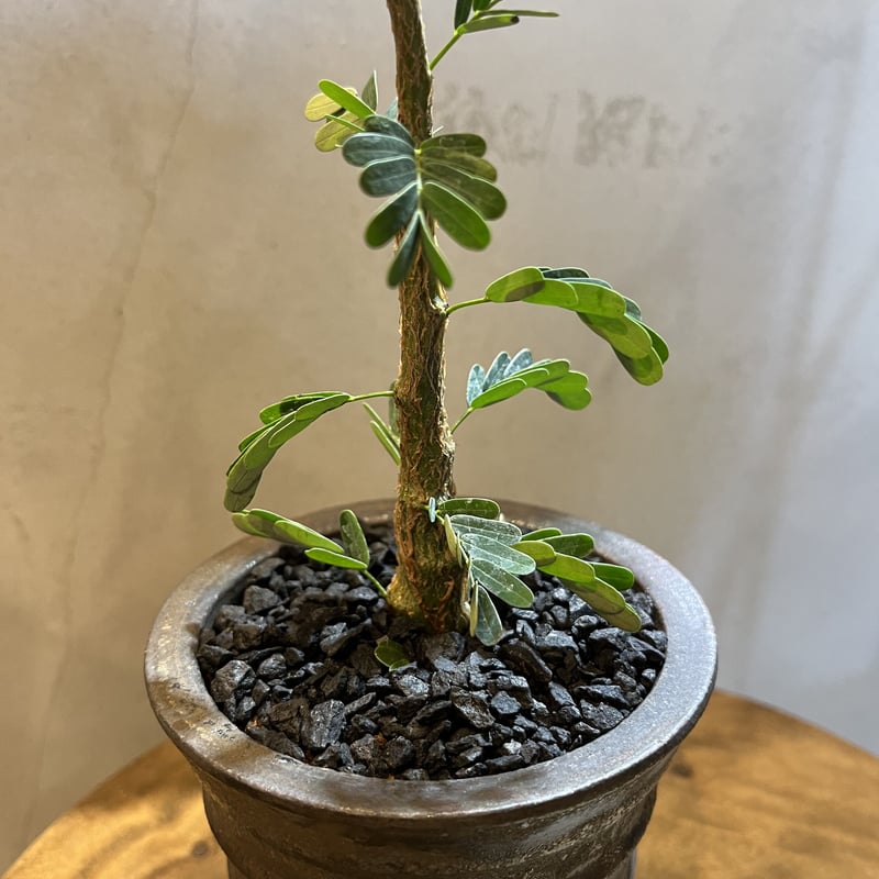 センナ メリディオナリス実生×土京鉢 | GREEN LUCK