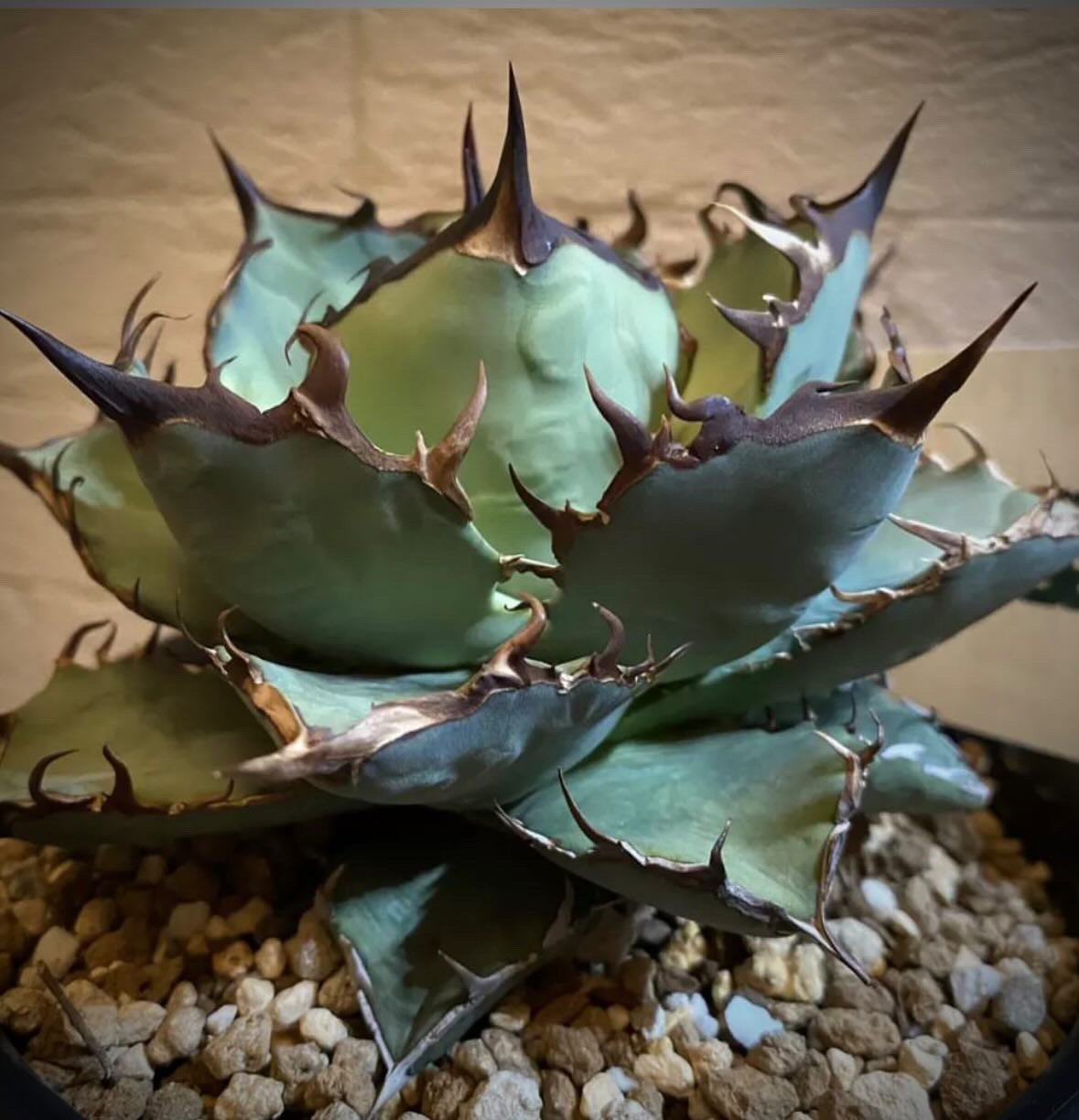 アガベ チタノタ 黒盾 | GREEN LUCK