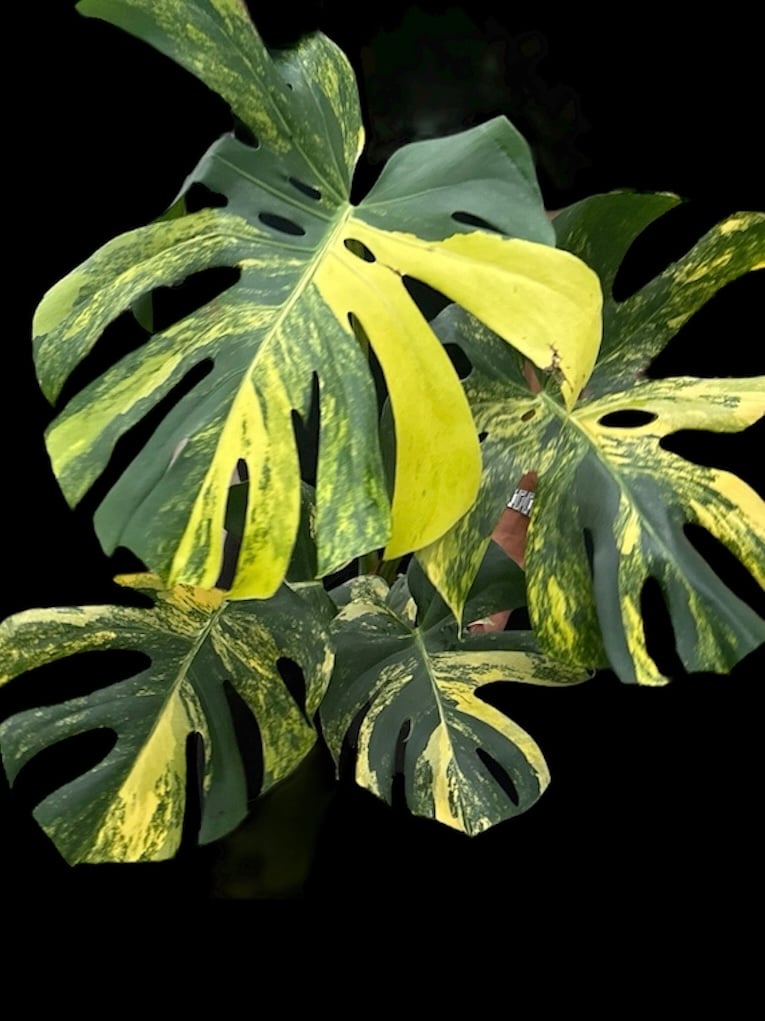 【黄斑 美株】モンステラモンステラ　デリシオーサ イエローマリリン yellow-marilyn-20250422-001-