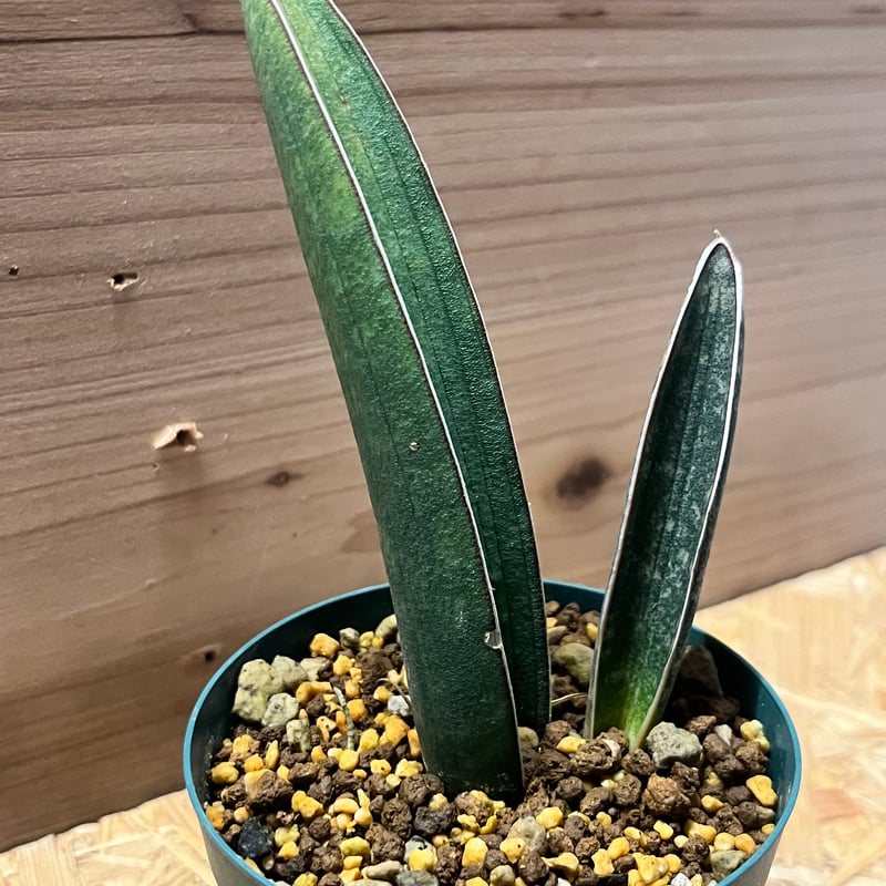 サンスベリア ハリー 'ピンクバット' | GREEN LUCK