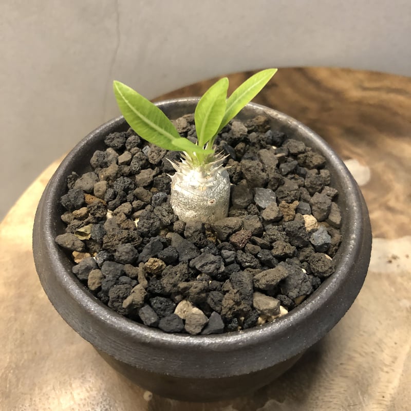 パキポディウム　恵比寿大黒　菊鉢4号 ザ・ファームセレクト]パキポディウム：恵比寿大黒 （国内実生株