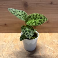 ジュエルオーキッド　マコデスペトラ