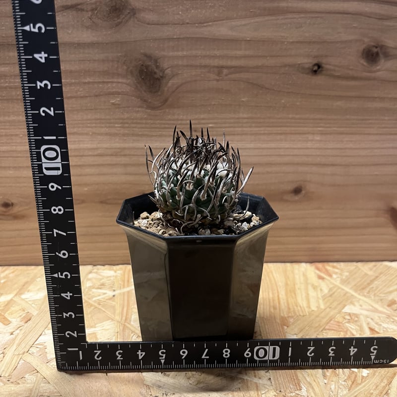 ツルビニカルプス 昇竜丸 | GREEN LUCK