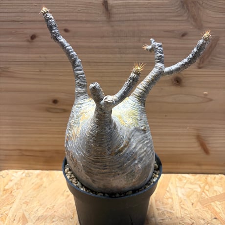 特選 チタノタ シーザー (パキプス パキポディウム グラキリス SRL ) 特選 チタノタ シーザー (パキプス パキポディウム グラキリス SRL