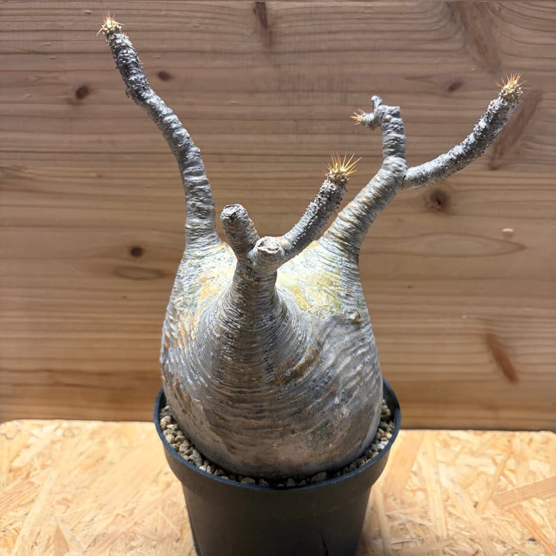 パキポディウム　グラキリス　変態株　ユニコーン パキポディウム グラキリス 変態株 ユニコーン