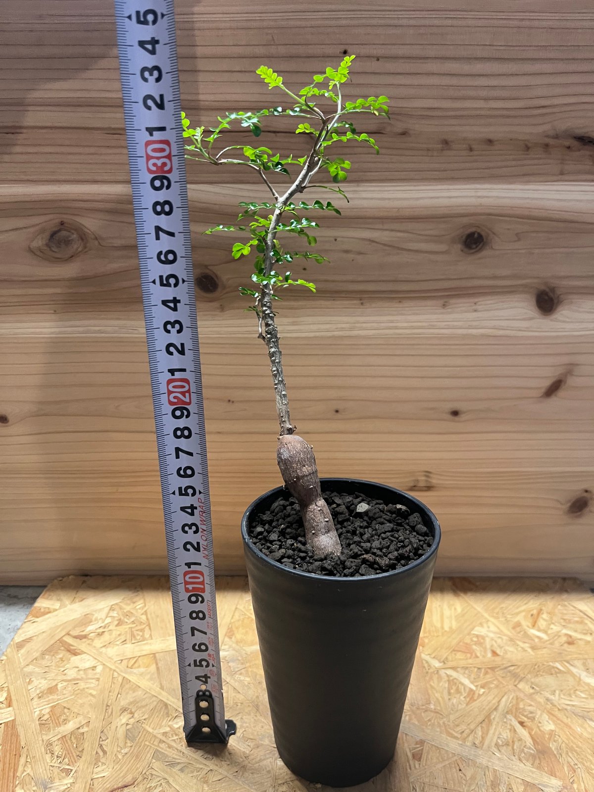 オペルクリカア　デカリー　大株　約130cm オペルクリカア デカリー 大株 約130cm
