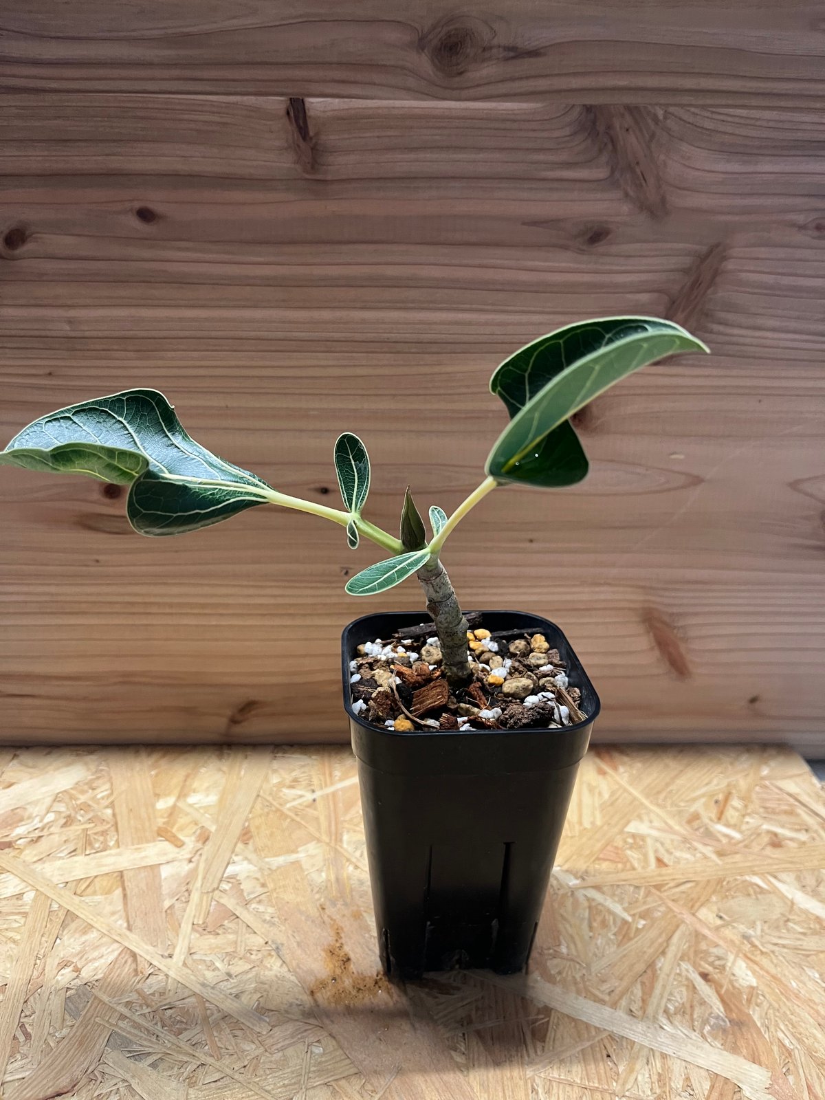 フィカス クリシュナボダイジュ | GREEN LUCK