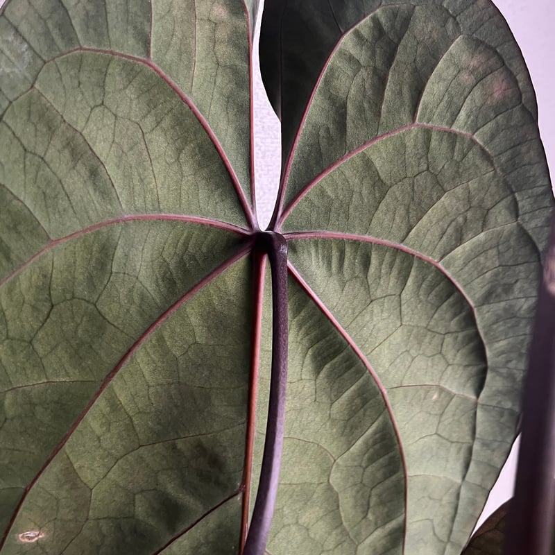 アンスリウム エースオブスペード ダークフォーム セルフ | GREEN LUCK