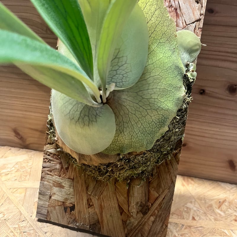 ビカクシダ 'トサカ' | GREEN LUCK